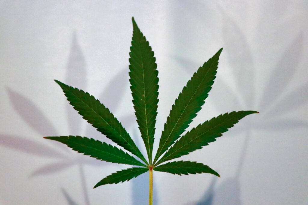 CBDとは大麻草から抽出された「カンナビジオール」と呼ばれる天然成分